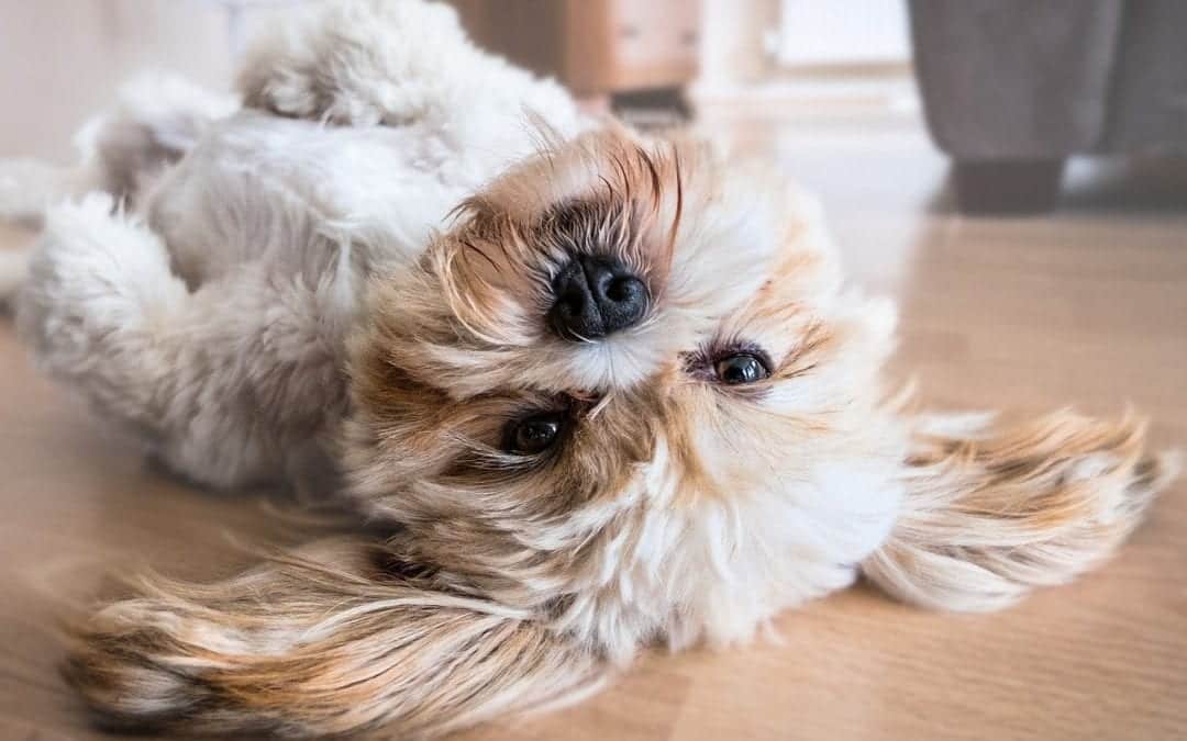 dog-2785077_1280-1080×675