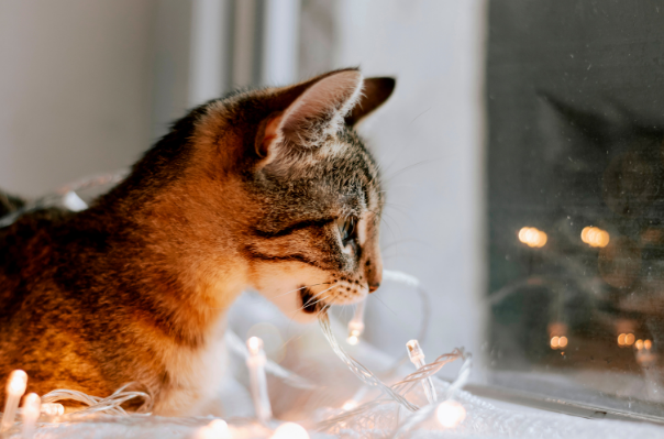 cat image